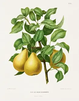 Vintage fruit illustration. Dutch botanical book illustration. Circa 1880