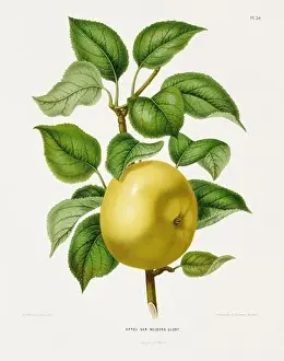 Pomona California Prints: Vintage fruit illustration. Dutch botanical book illustration. Circa 1880