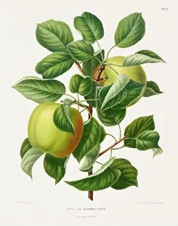 Vintage fruit illustration. Dutch botanical book illustration. Circa 1880