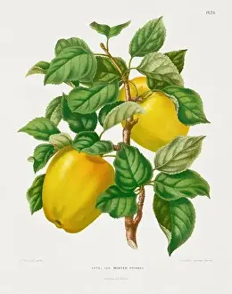 Pomona California Prints: Vintage fruit illustration. Dutch botanical book illustration. Circa 1880