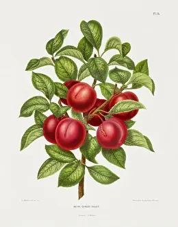 Pomona California Prints: Vintage fruit illustration. Dutch botanical book illustration. Circa 1880