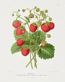 Pomona California Prints: Vintage fruit illustration. Dutch botanical book illustration. Circa 1880