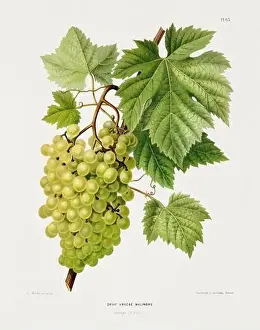 Vintage fruit illustration. Dutch botanical book illustration. Circa 1880
