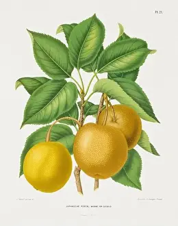 Vintage fruit illustration. Dutch botanical book illustration. Circa 1880