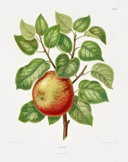 Vintage fruit illustration. Dutch botanical book illustration. Circa 1880