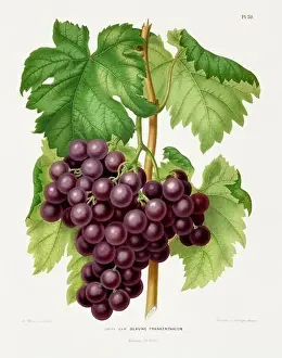 Pomona California Prints: Vintage fruit illustration. Dutch botanical book illustration. Circa 1880