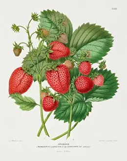 Art Product Prints: Vintage fruit illustration. Dutch botanical book illustration. Circa 1880