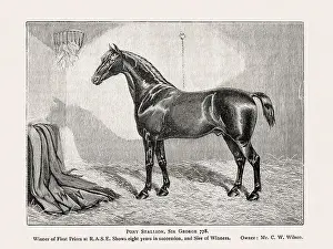 Vintage horse illustration from a 19th-century book on light horse breeds