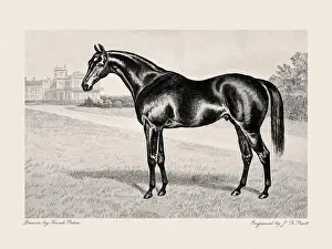 Victorian Style Prints: Vintage horse illustration from a 19th-century book on light horse breeds