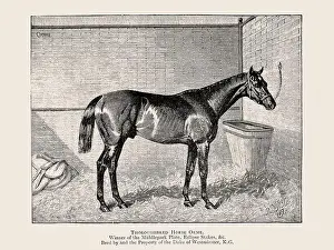 Victorian Style Prints: Vintage horse illustration from a 19th-century book on light horse breeds