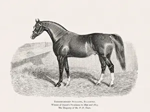 Vintage horse illustration from a 19th-century book on light horse breeds