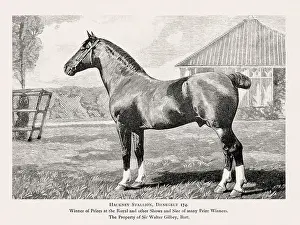 Victorian Style Prints: Vintage horse illustration from a 19th-century book on light horse breeds