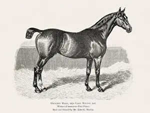 Victorian Style Prints: Vintage horse illustration from a 19th-century book on light horse breeds