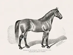Vintage horse illustration from a 19th-century book on light horse breeds