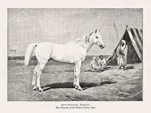 Victorian Style Prints: Vintage horse illustration from a 19th-century book on light horse breeds
