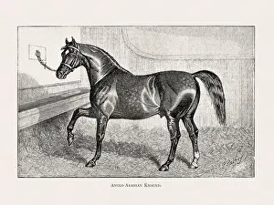 Victorian Style Prints: Vintage horse illustration from a 19th-century book on light horse breeds