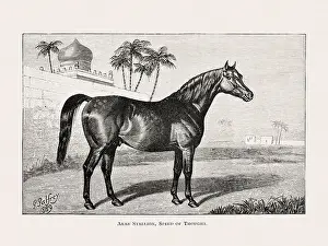 Victorian Style Prints: Vintage horse illustration from a 19th-century book on light horse breeds