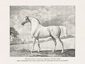 Victorian Style Prints: Vintage horse illustration from a 19th-century book on light horse breeds