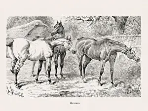 Vintage horse illustration from a 19th-century book on light horse breeds