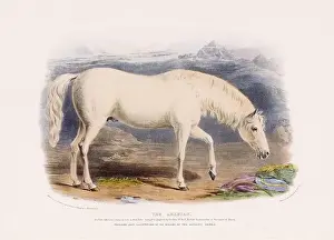 Farm Life Prints: Vintage Horse illustration from a mid-19th-century book on domestic animal breeds