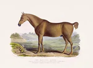 Vintage Horse illustration from a mid-19th-century book on domestic animal breeds