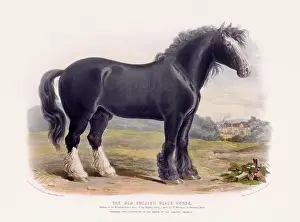 Vintage Horse illustration from a mid-19th-century book on domestic animal breeds