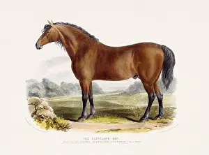 Vintage Horse illustration from a mid-19th-century book on domestic animal breeds
