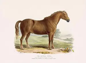 Farm Life Prints: Vintage Horse illustration from a mid-19th-century book on domestic animal breeds