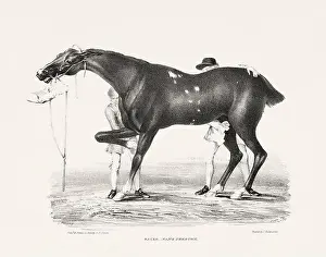 Museum Quality Prints: Vintage Horse Illustration. Plate from a 19th-century book on racehorses and saddle horses