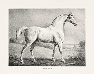 Museum Quality Prints: Vintage Horse Illustration. Plate from a 19th-century book on racehorses and saddle horses