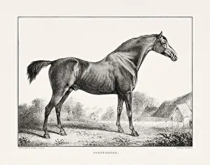 Museum Quality Prints: Vintage Horse Illustration. Plate from a 19th-century book on racehorses and saddle horses