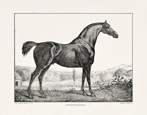 Museum Quality Prints: Vintage Horse Illustration. Plate from a 19th-century book on racehorses and saddle horses