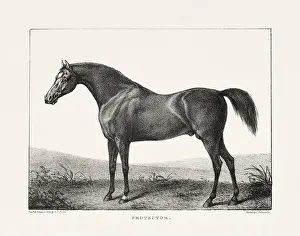 Museum Quality Prints: Vintage Horse Illustration. Plate from a 19th-century book on racehorses and saddle horses