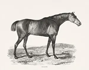 Museum Quality Prints: Vintage Horse Illustration. Plate from a 19th-century book on racehorses and saddle horses