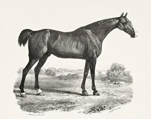 Museum Quality Prints: Vintage Horse Illustration. Plate from a 19th-century book on racehorses and saddle horses