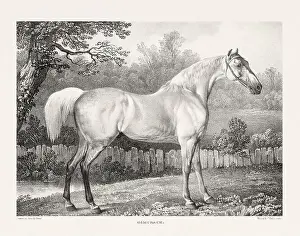 Vintage Horse Illustration. Plate from a 19th-century book on racehorses and saddle horses, published in London