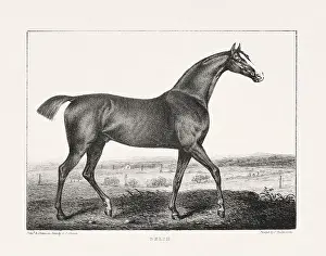 Museum Quality Prints: Vintage Horse Illustration. Plate from a 19th-century book on racehorses and saddle horses