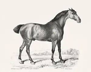 Museum Quality Prints: Vintage Horse Illustration. Plate from a 19th-century book on racehorses and saddle horses