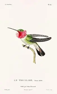 Hummingbird Illustration Prints: Vintage hummingbird print. 19th-Century French Hummingbird Illustration (Circa 1830)