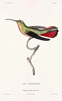 Hummingbird Illustration Prints: Vintage hummingbird print. 19th-Century French Hummingbird Illustration (Circa 1830)