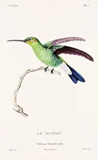 Hummingbird Illustration Prints: Vintage hummingbird print. 19th-Century French Hummingbird Illustration (Circa 1830)