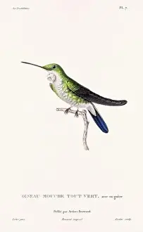 Hummingbird Illustration Prints: Vintage hummingbird print. 19th-Century French Hummingbird Illustration (Circa 1830)