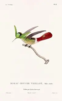 Hummingbird Illustration Prints: Vintage hummingbird print. 19th-Century French Hummingbird Illustration (Circa 1830)