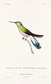 Hummingbird Illustration Prints: Vintage hummingbird print. 19th-Century French Hummingbird Illustration (Circa 1830)