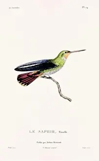 Hummingbird Illustration Prints: Vintage hummingbird print. 19th-Century French Hummingbird Illustration (Circa 1830)