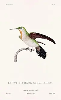 Vintage hummingbird print. 19th-Century French Hummingbird Illustration (Circa 1830)