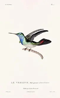 Hummingbird Illustration Prints: Vintage hummingbird print. 19th-Century French Hummingbird Illustration (Circa 1830)