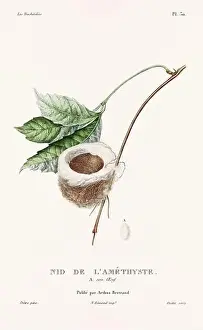 Hummingbird Illustration Prints: Vintage hummingbird print. 19th-Century French Hummingbird Illustration (Circa 1830)