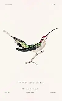 Hummingbird Illustration Prints: Vintage hummingbird print. 19th-Century French Hummingbird Illustration (Circa 1830)