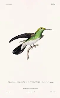 Hummingbird Illustration Prints: Vintage hummingbird print. 19th-Century French Hummingbird Illustration (Circa 1830)
